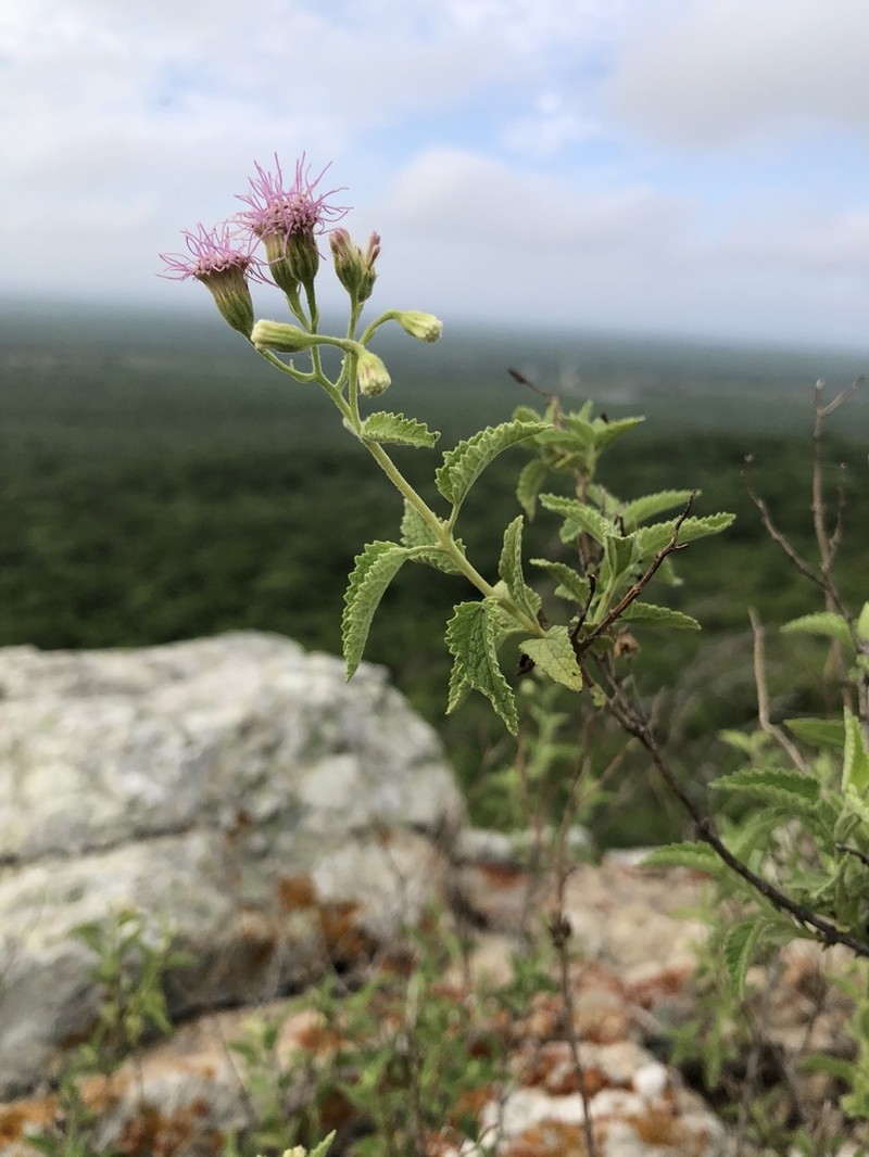 Trichogonia salviifolia photo 4