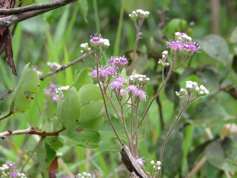 Trichogonia salviifolia photo 5
