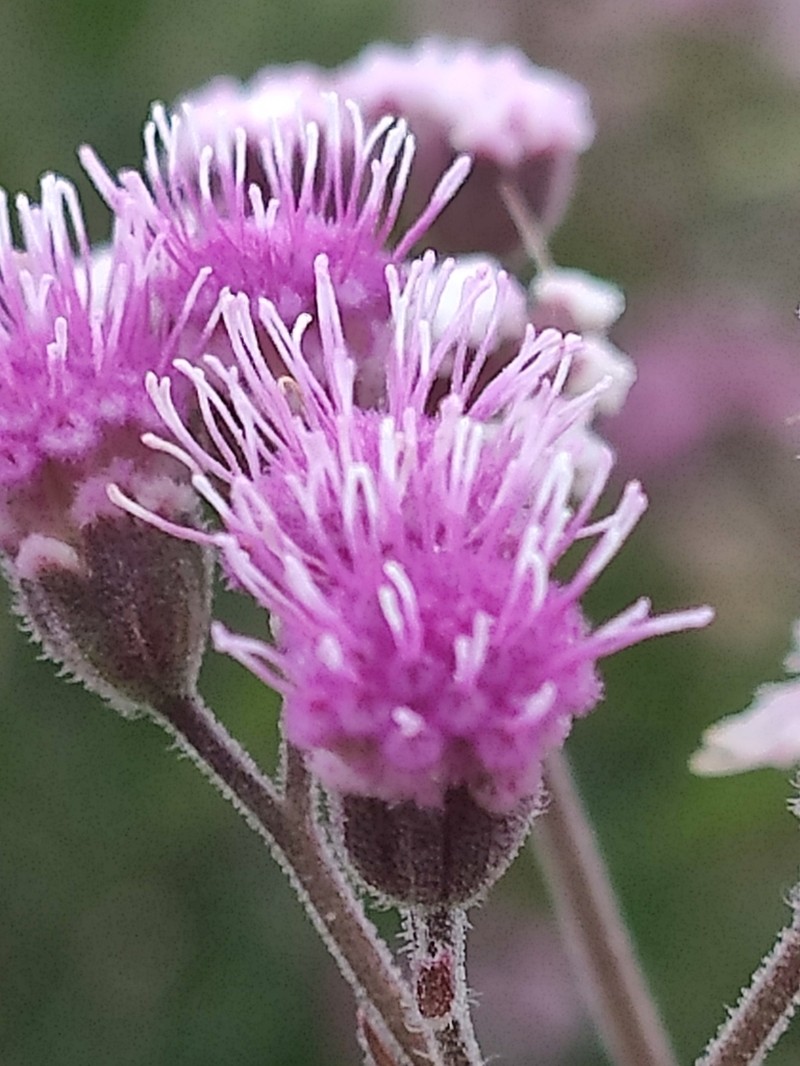 Trichogonia salviifolia photo 6