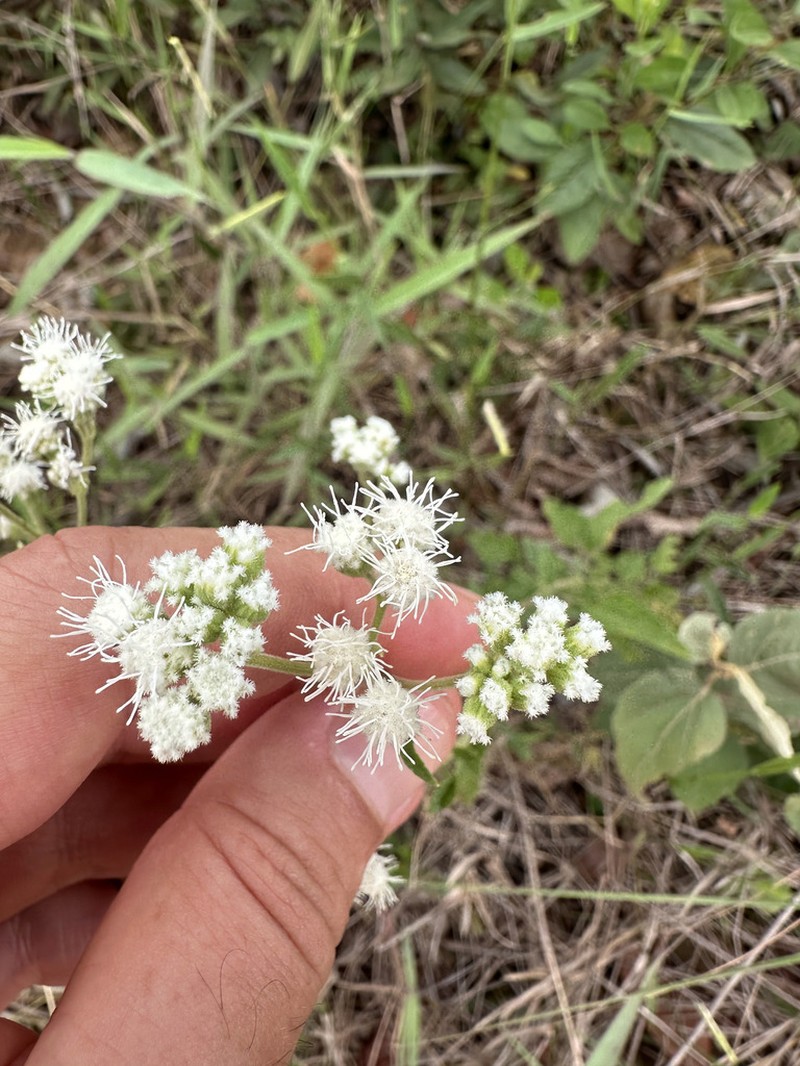 Trichogonia salviifolia photo 7