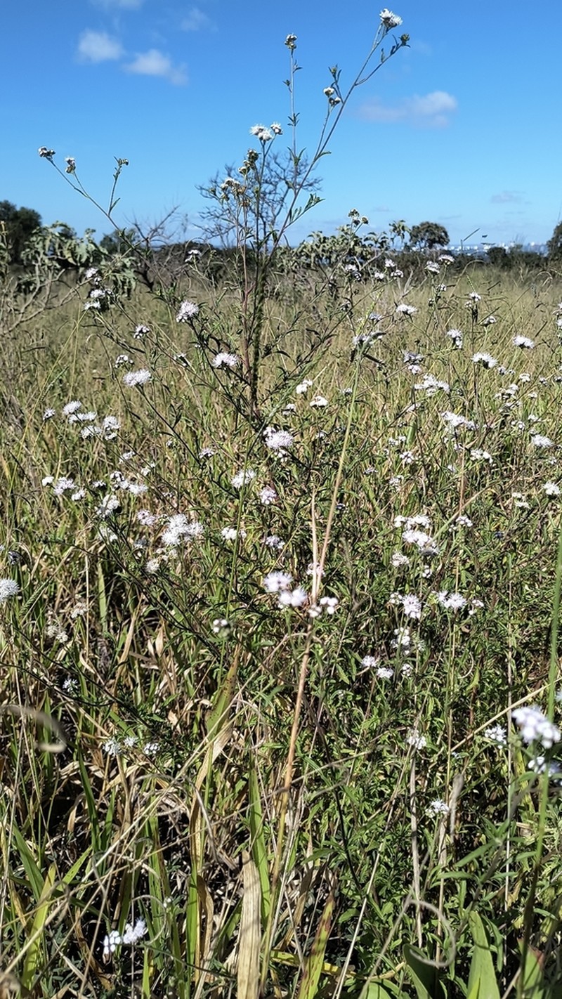 Trichogonia salviifolia photo 8