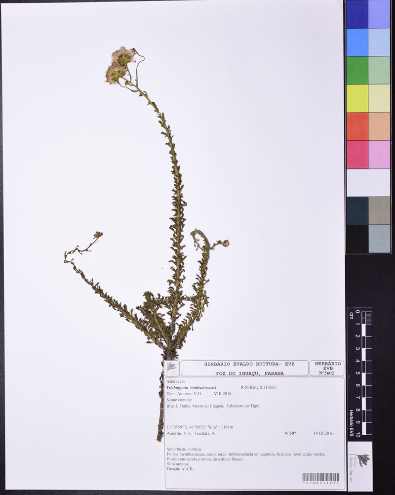 Trichogonia tombadorensis