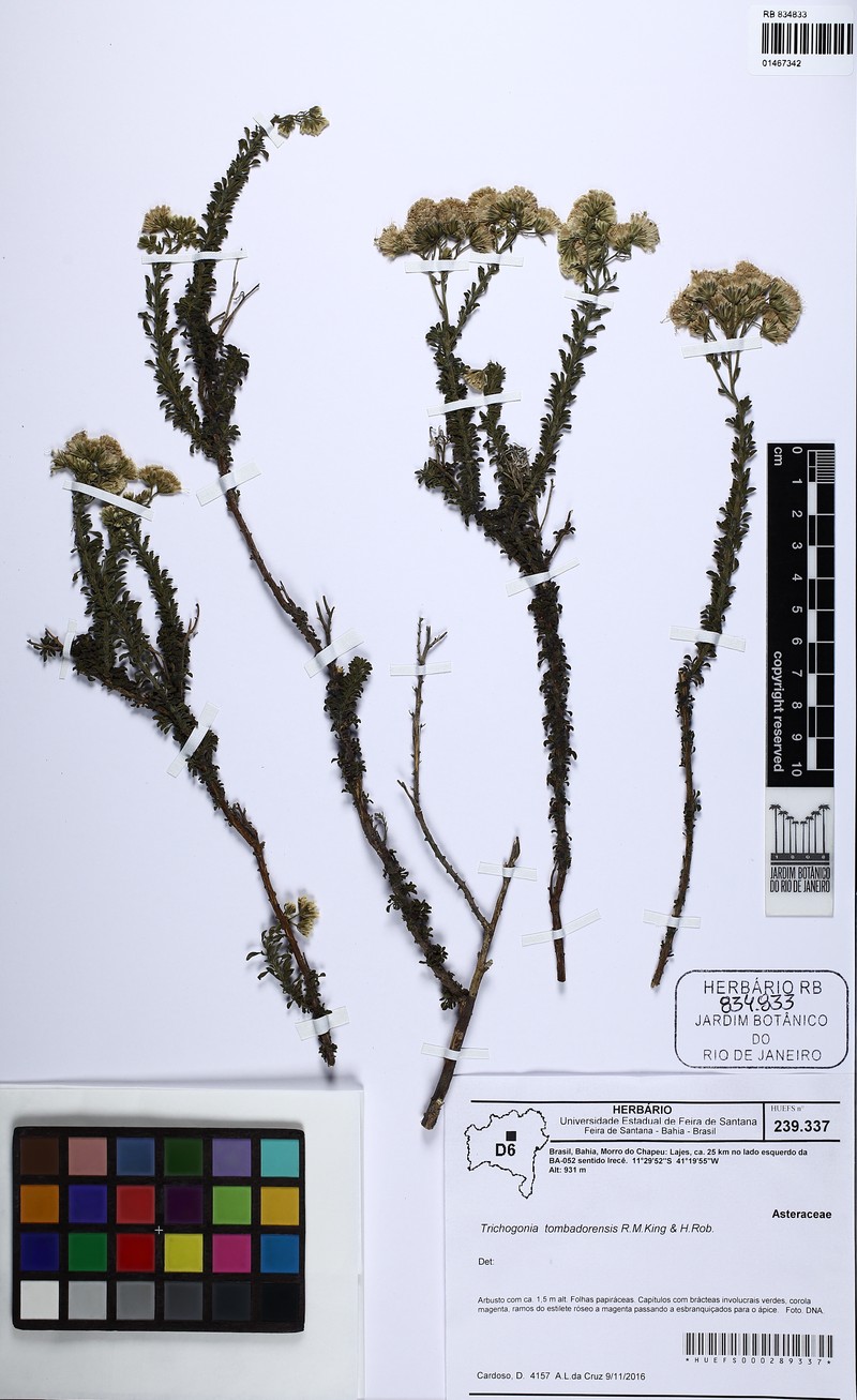Trichogonia tombadorensis photo 2