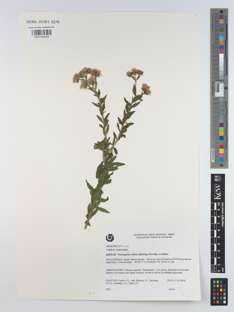 Trichogonia villosa