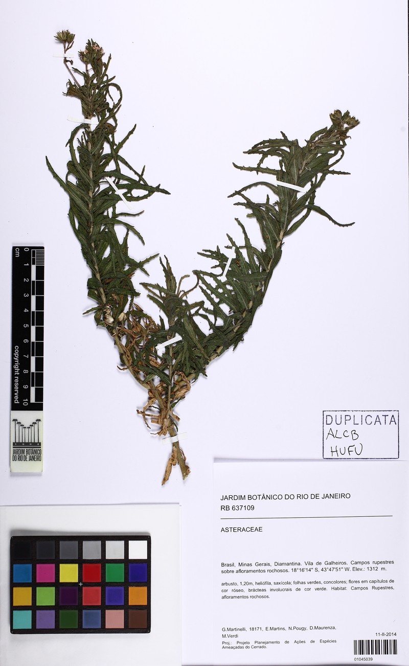 Trichogonia villosa photo 2