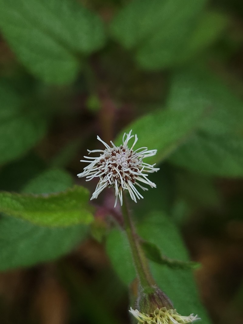 Trichogoniopsis adenantha photo 2
