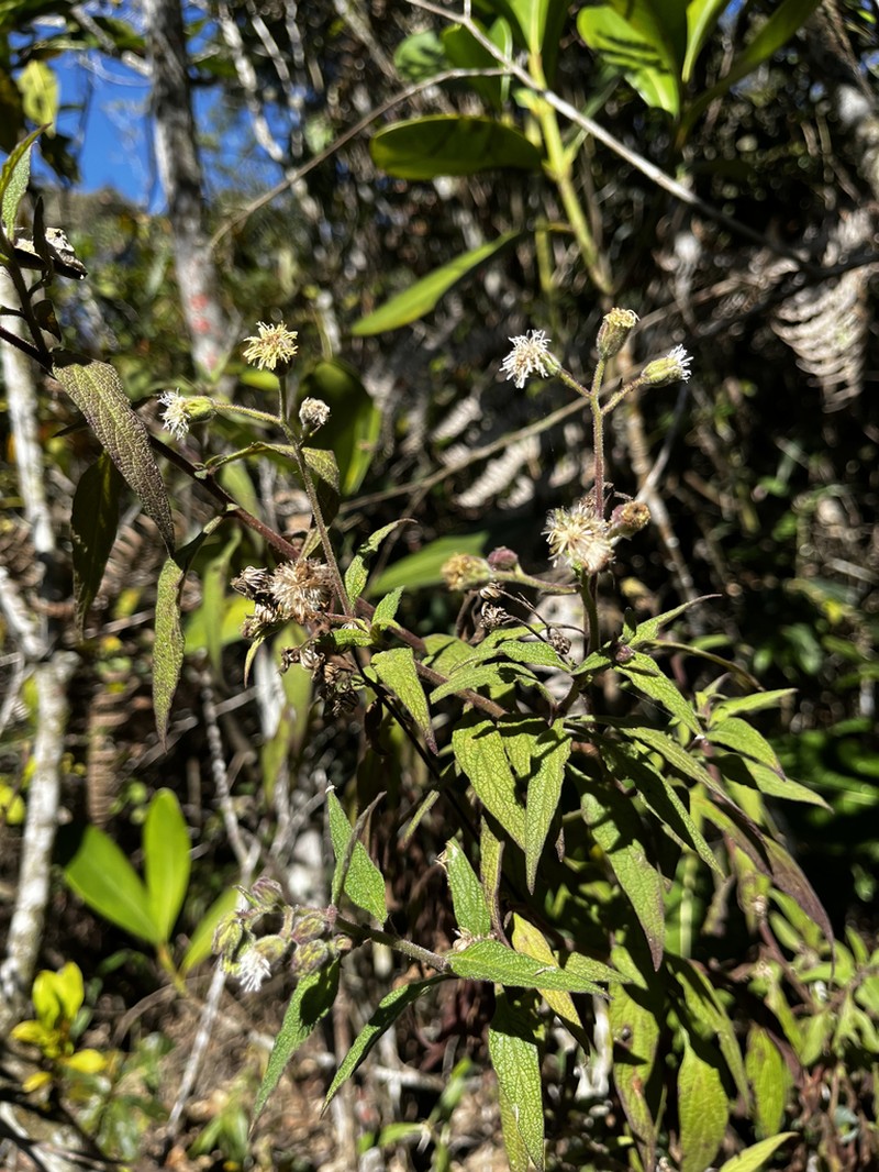 Trichogoniopsis adenantha photo 3