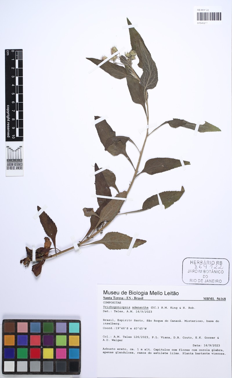 Trichogoniopsis adenantha photo 5