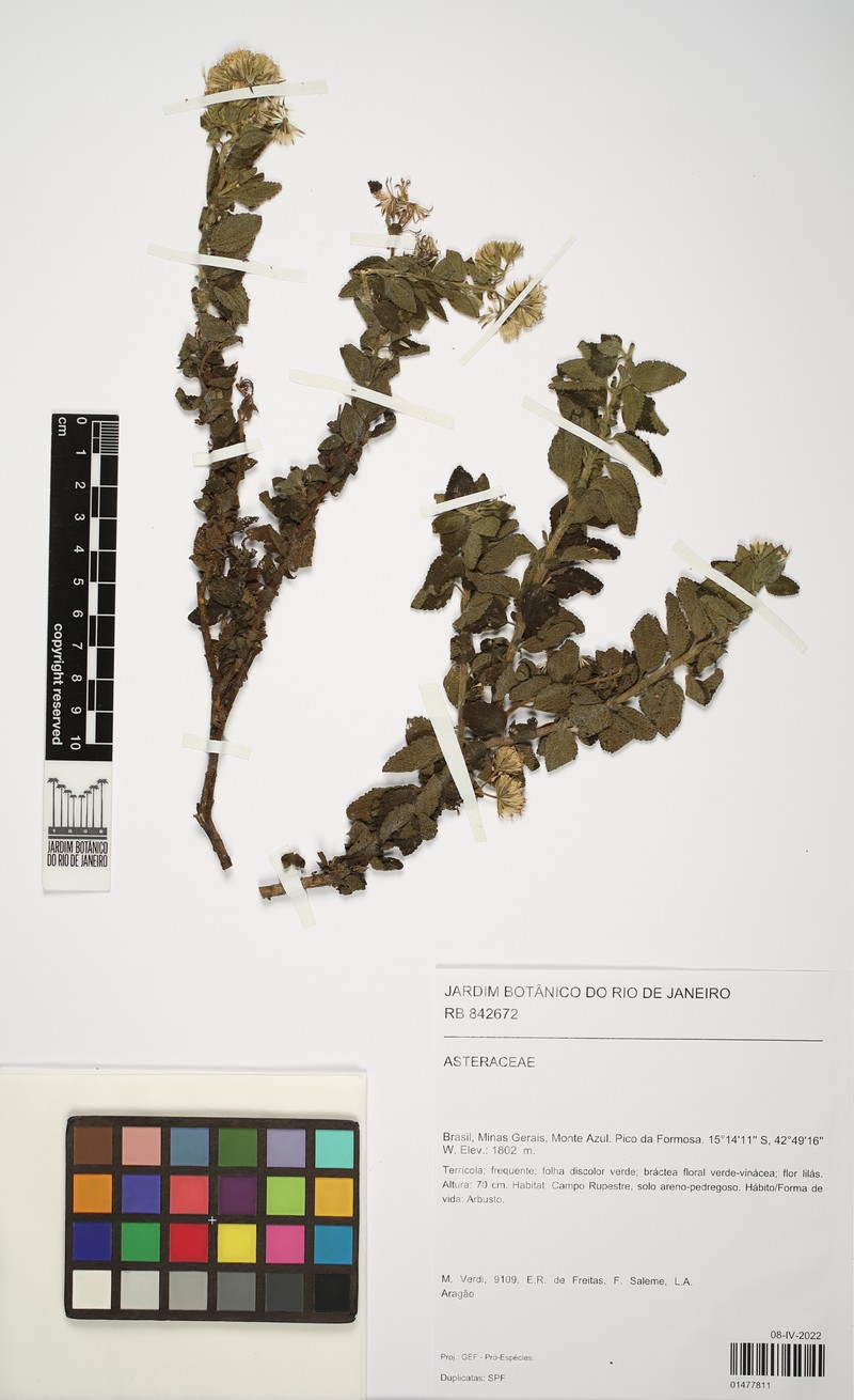 Trichogoniopsis adenantha photo 6
