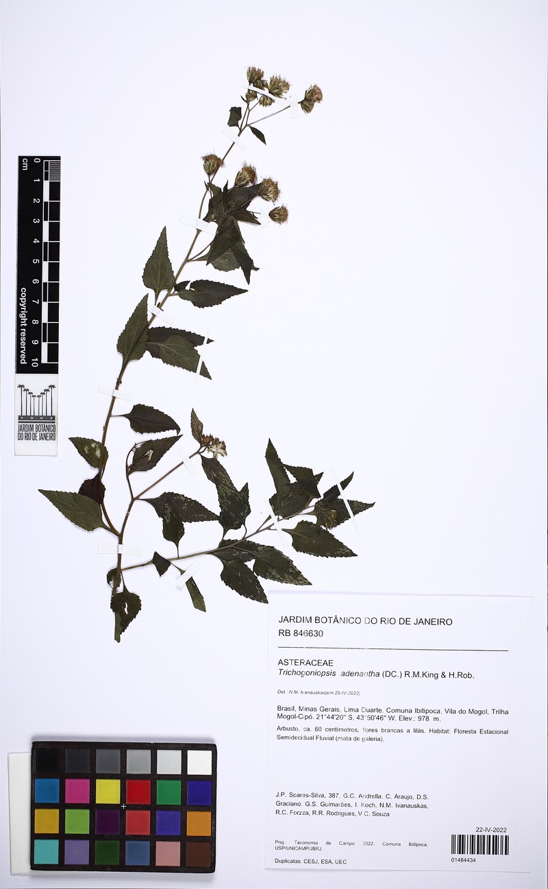 Trichogoniopsis adenantha photo 7