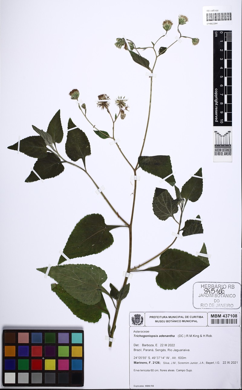 Trichogoniopsis adenantha photo 8