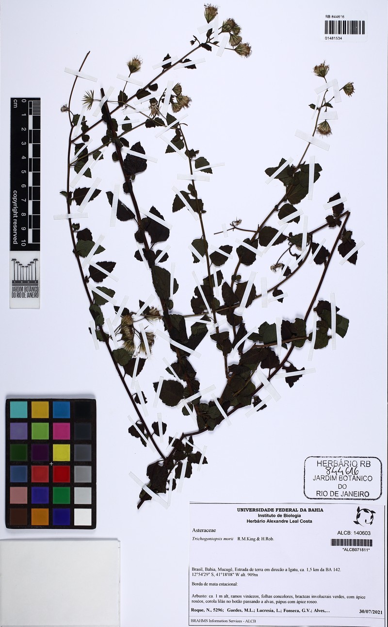 Trichogoniopsis morii