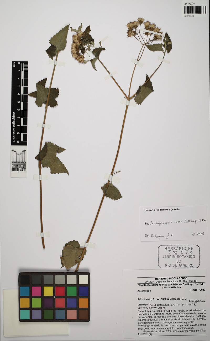 Trichogoniopsis morii photo 2