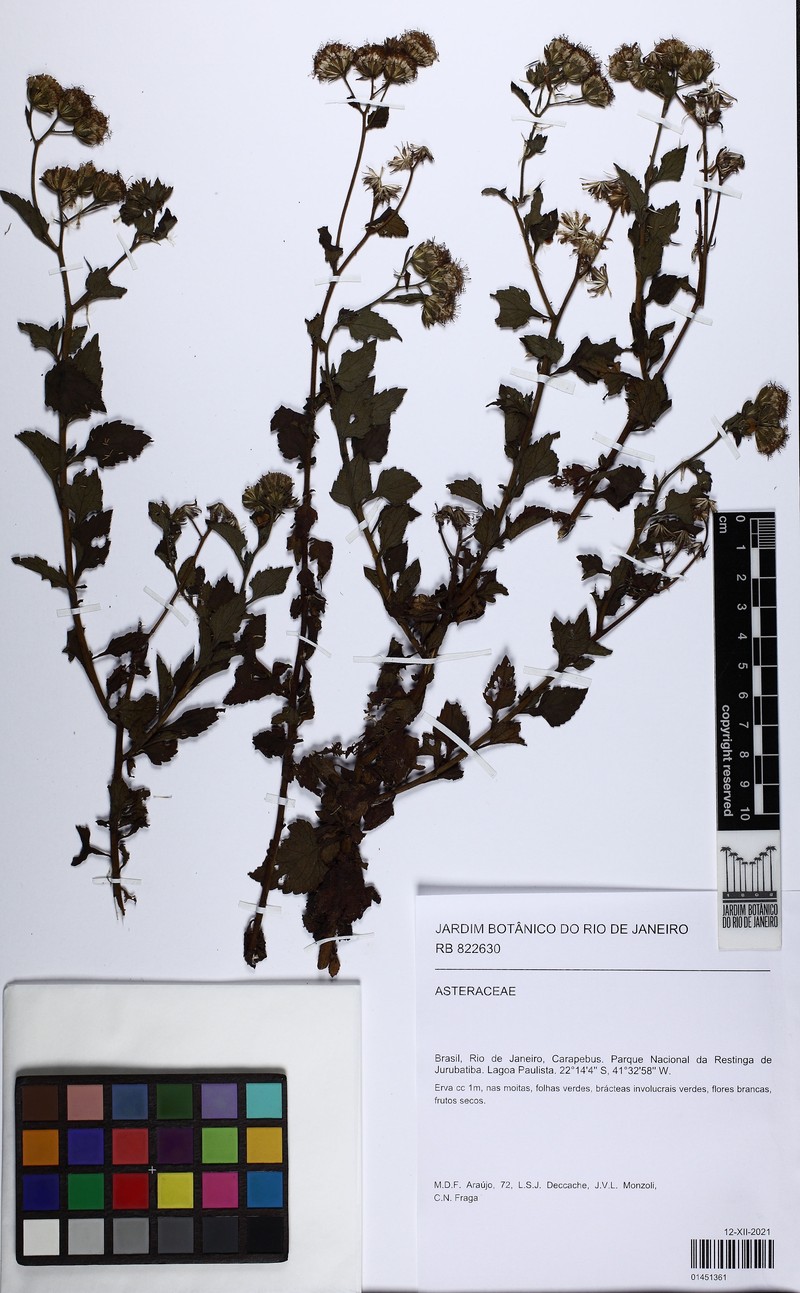 Trichogoniopsis podocarpa