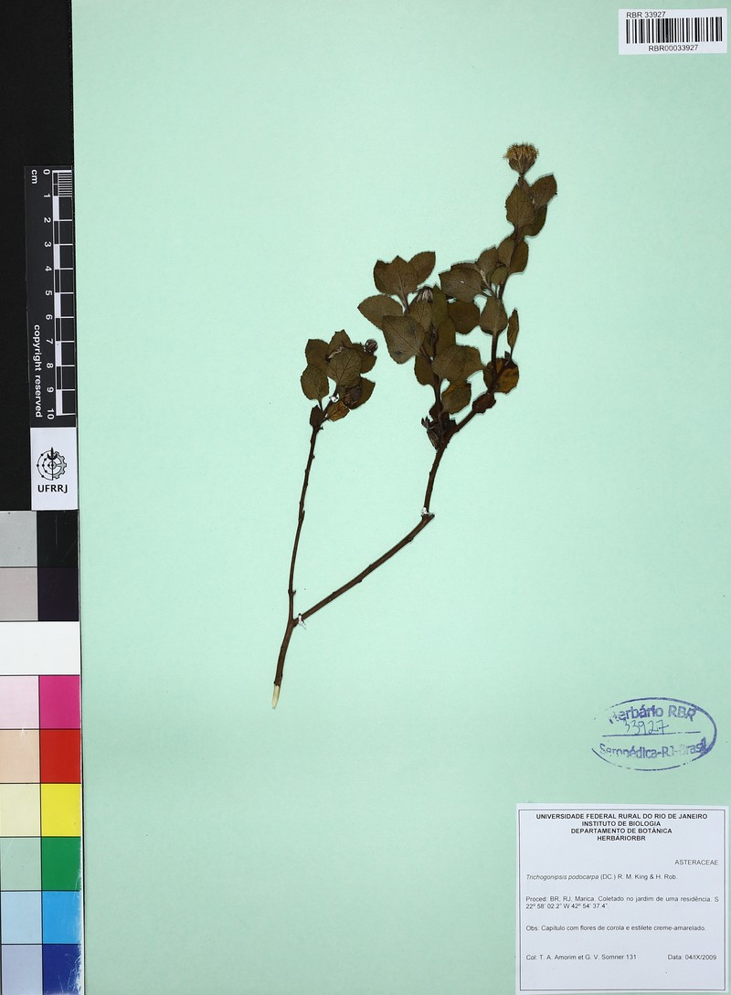 Trichogoniopsis podocarpa photo 2