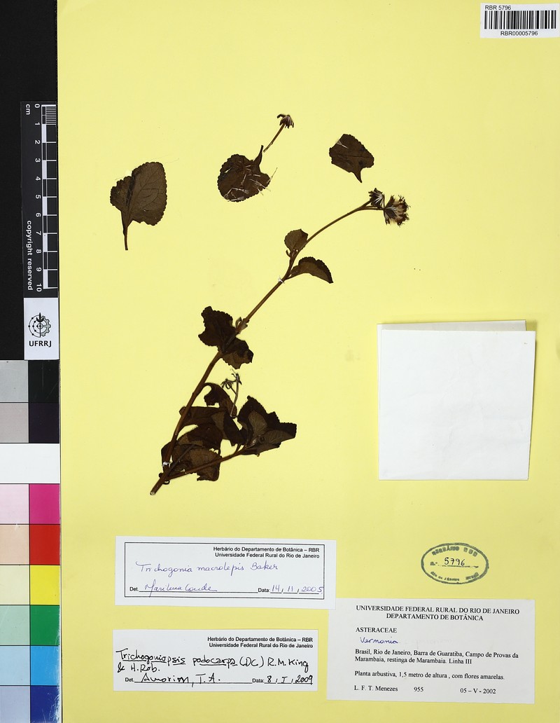 Trichogoniopsis podocarpa photo 3