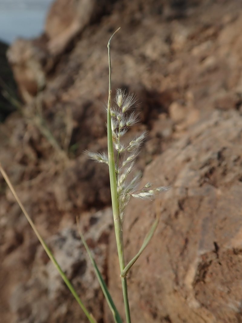 Tricholaena teneriffae