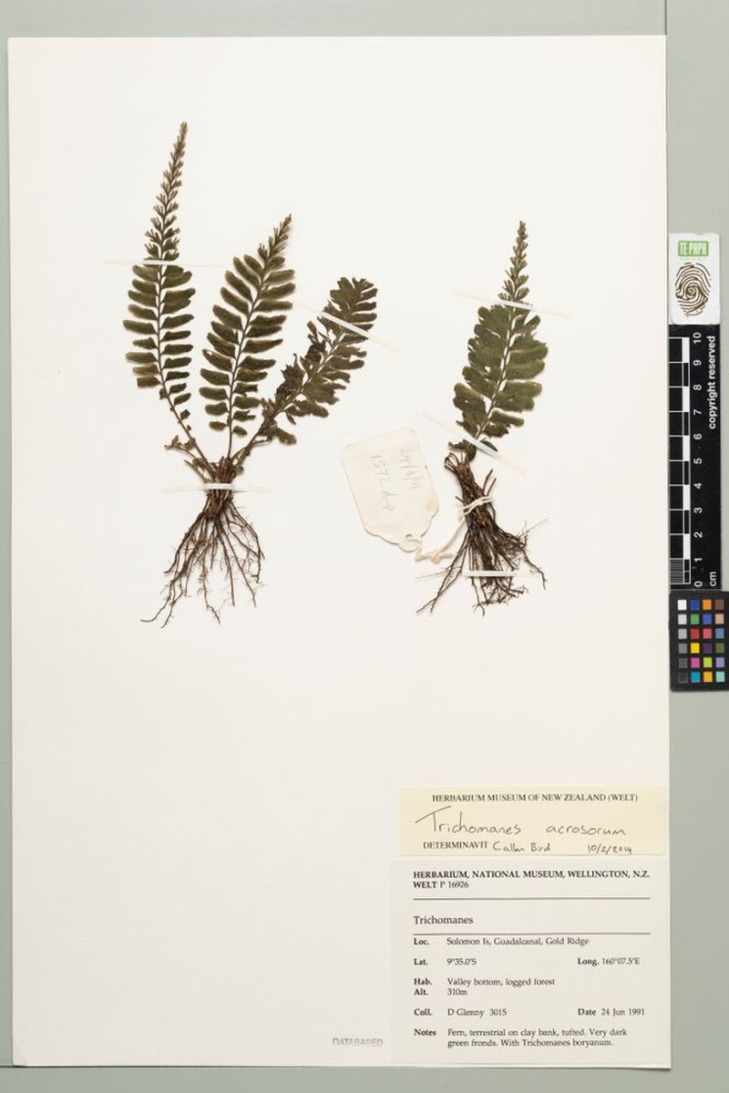 Trichomanes acrosorum