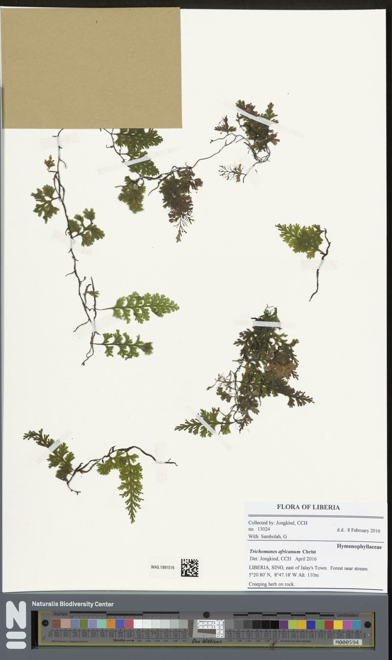 Trichomanes africanum