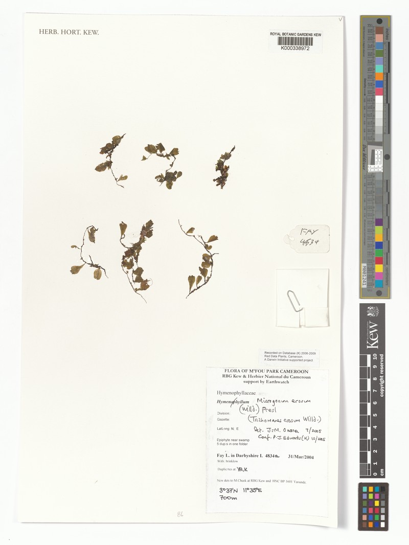 Trichomanes africanum photo 3