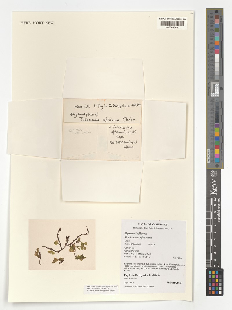 Trichomanes africanum photo 4