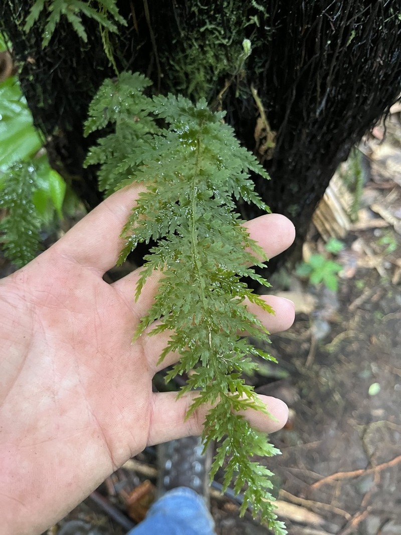 Winged Bristle Fern