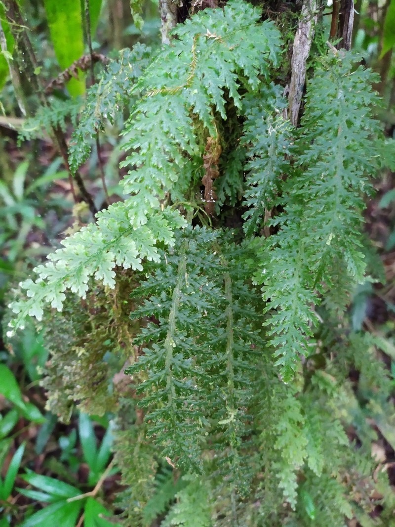 Winged Bristle Fern photo 2