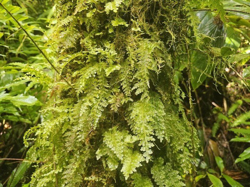 Winged Bristle Fern photo 3