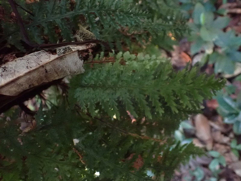 Winged Bristle Fern photo 4