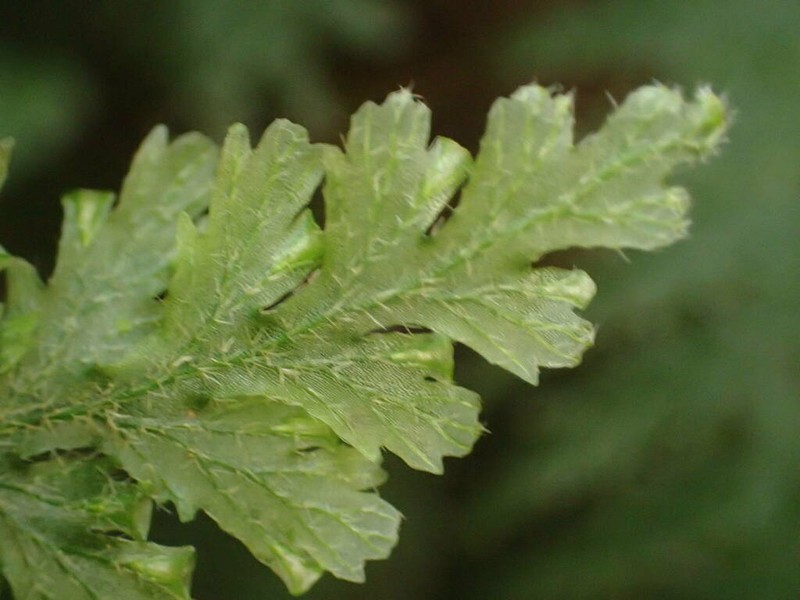 Winged Bristle Fern photo 5