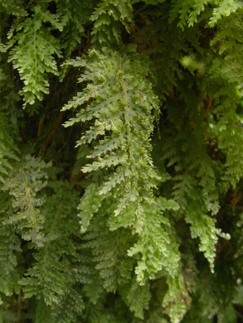 Winged Bristle Fern photo 6