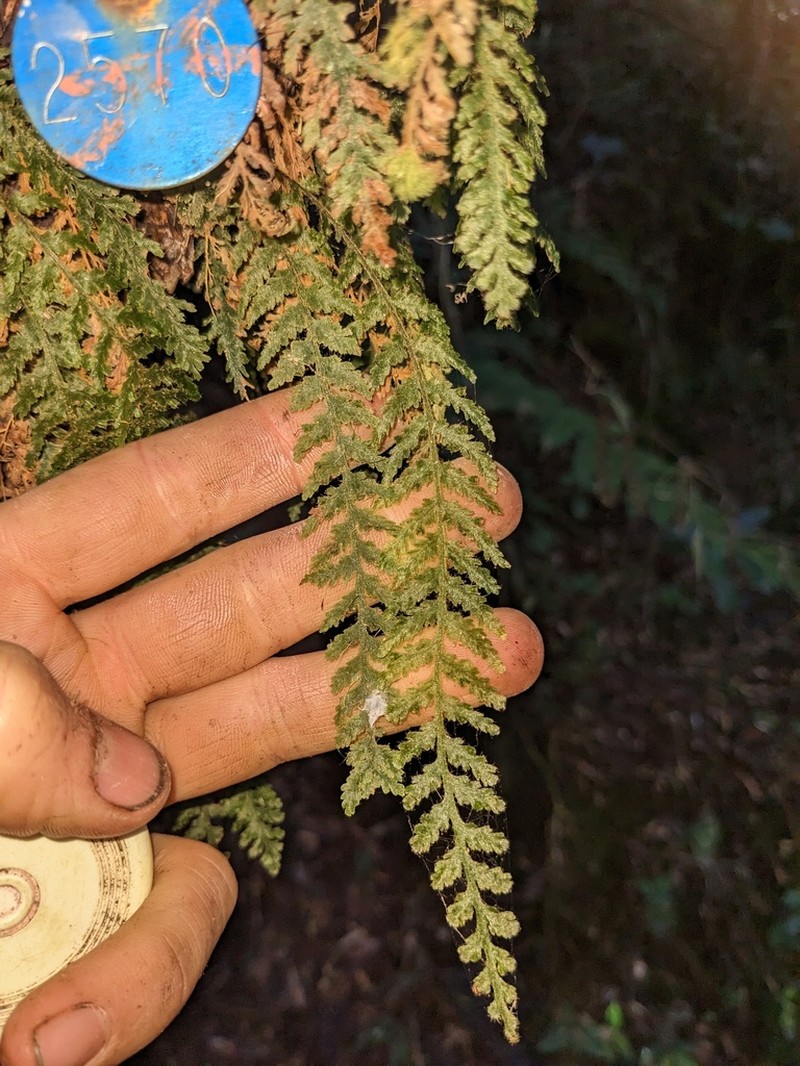 Winged Bristle Fern photo 7