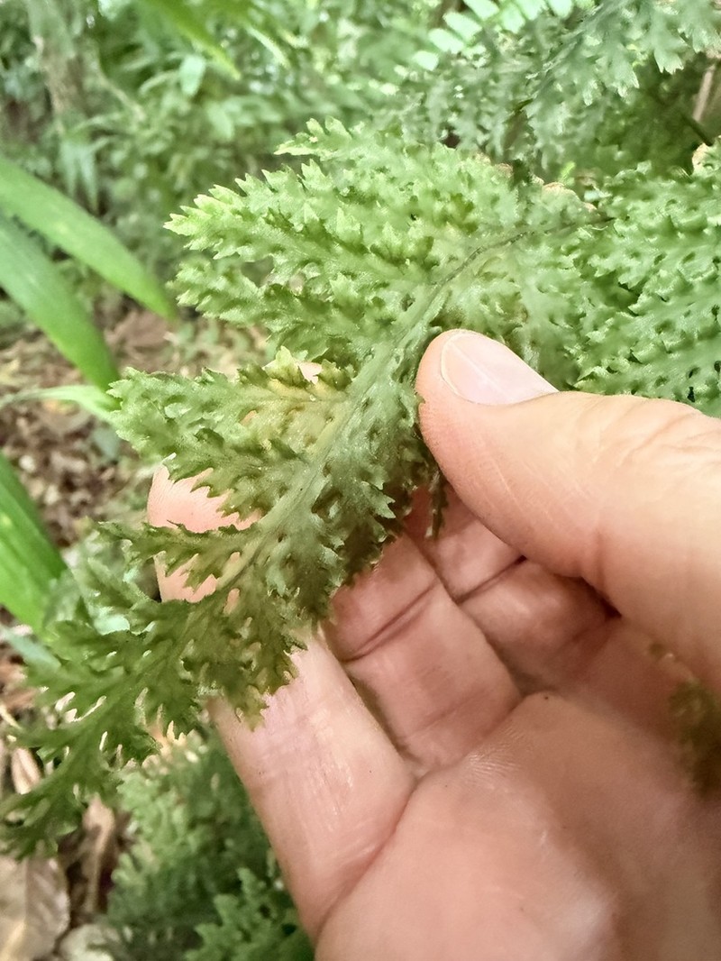 Winged Bristle Fern photo 8