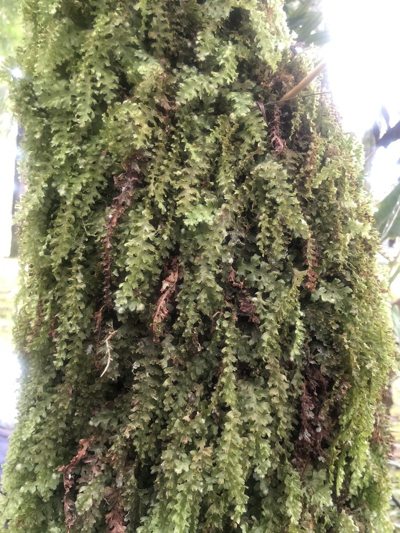 Trichomanes anadromum photo 2