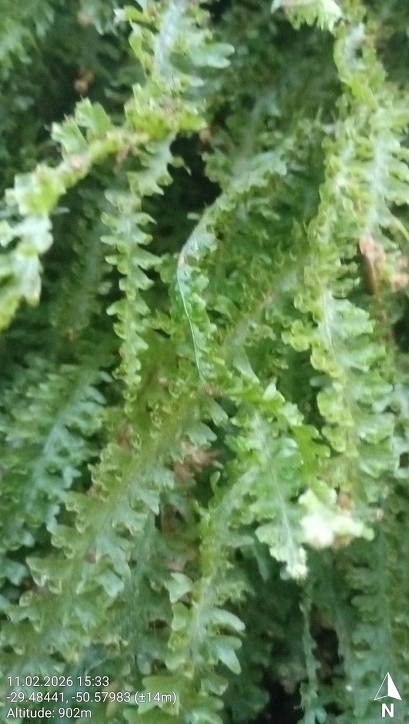 Trichomanes anadromum photo 4