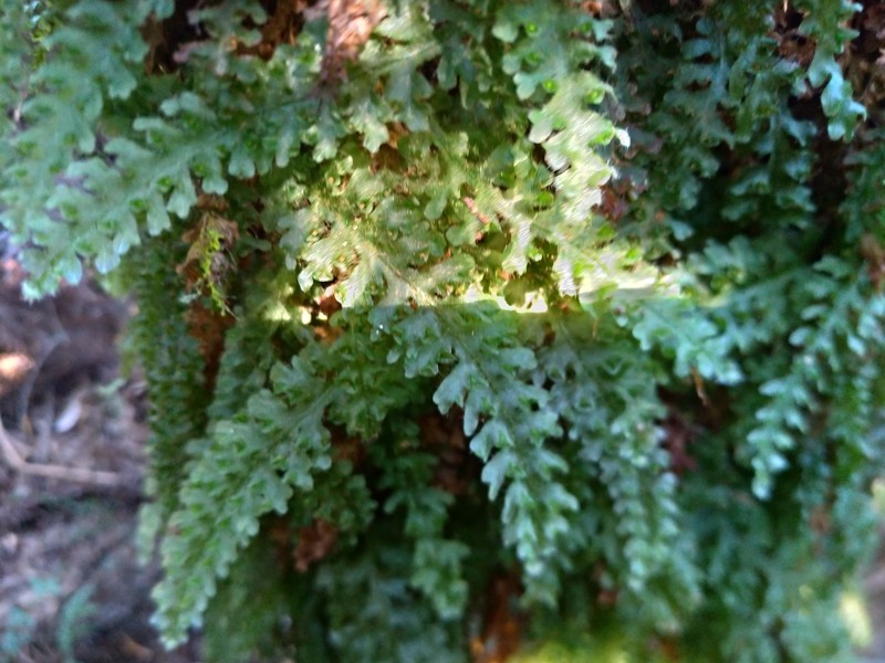 Trichomanes anadromum photo 5
