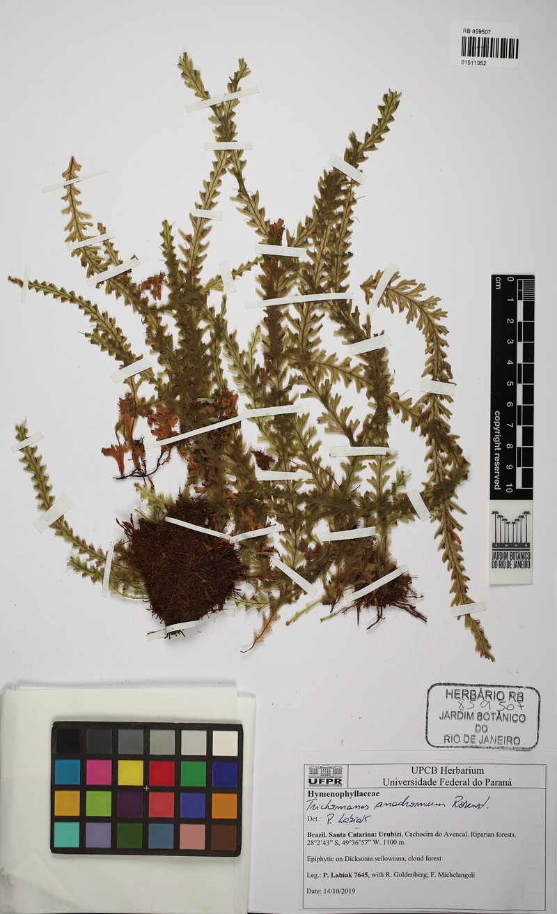 Trichomanes anadromum photo 8