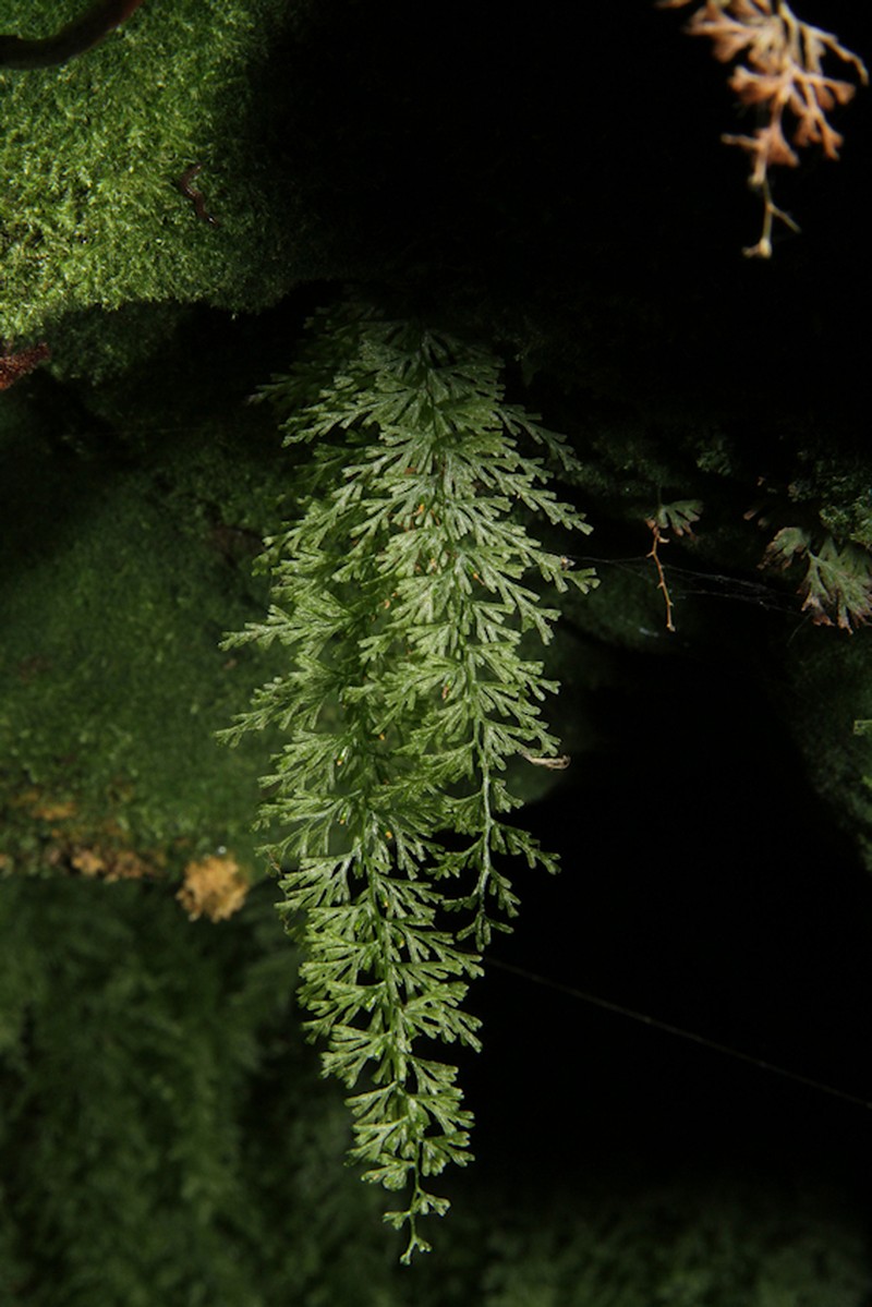 Trichomanes angustatum