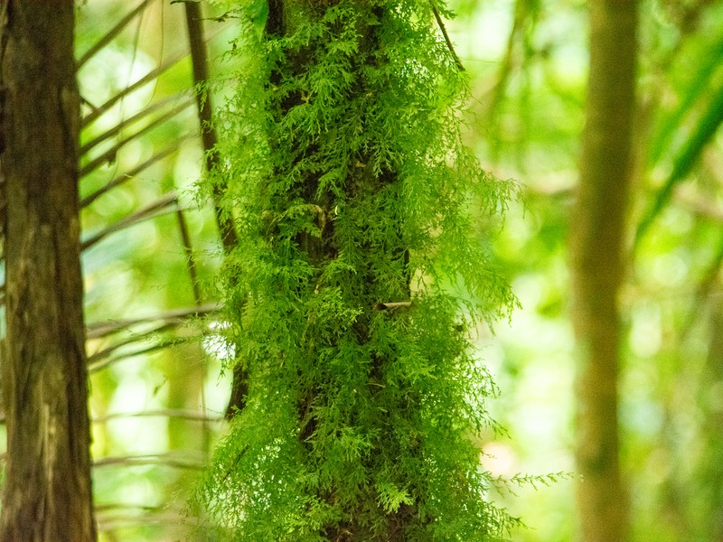 Trichomanes angustatum photo 3