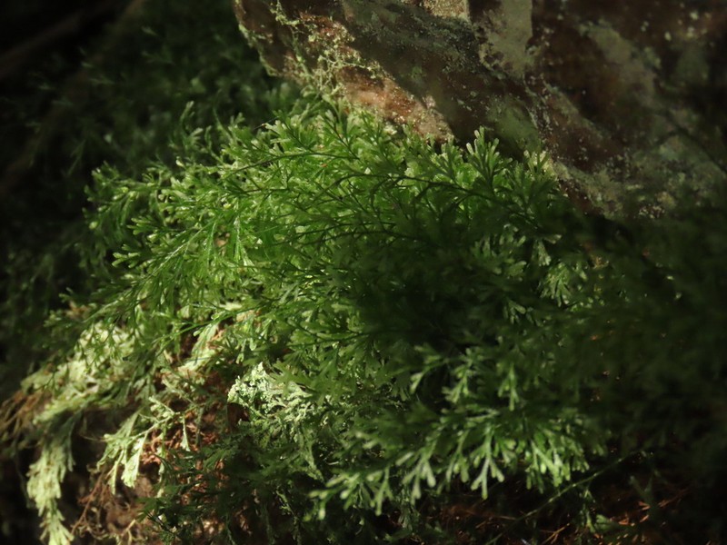 Trichomanes angustatum photo 5