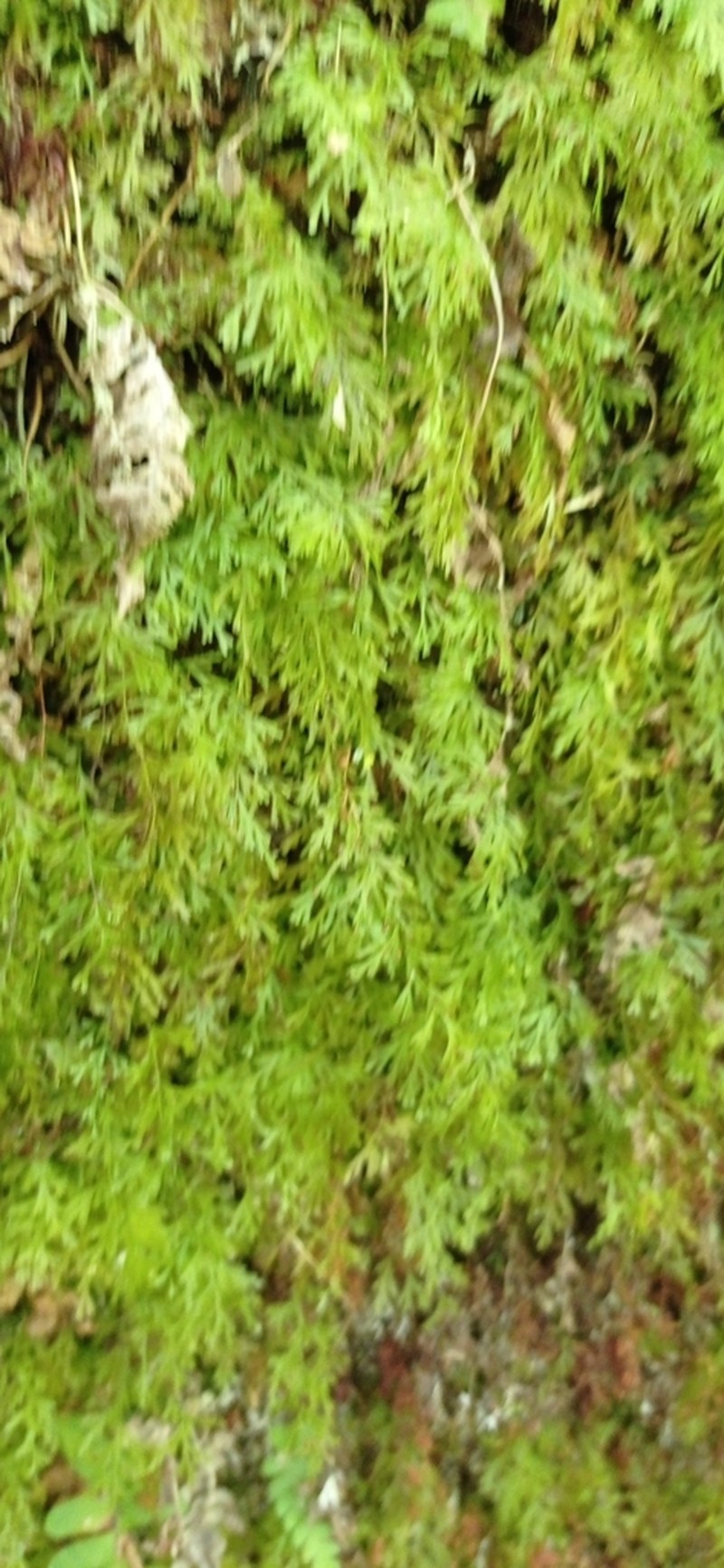 Trichomanes angustatum photo 6