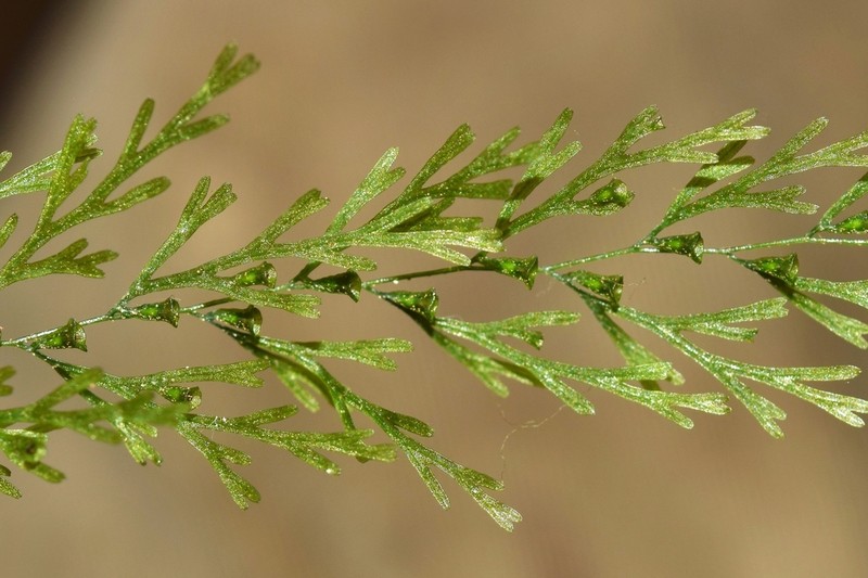 Trichomanes angustatum photo 7