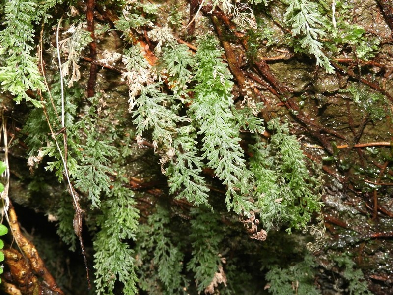 Trichomanes angustatum photo 8