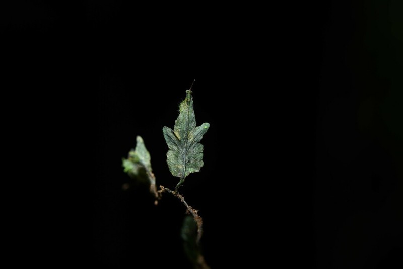 Royal Bristle Fern