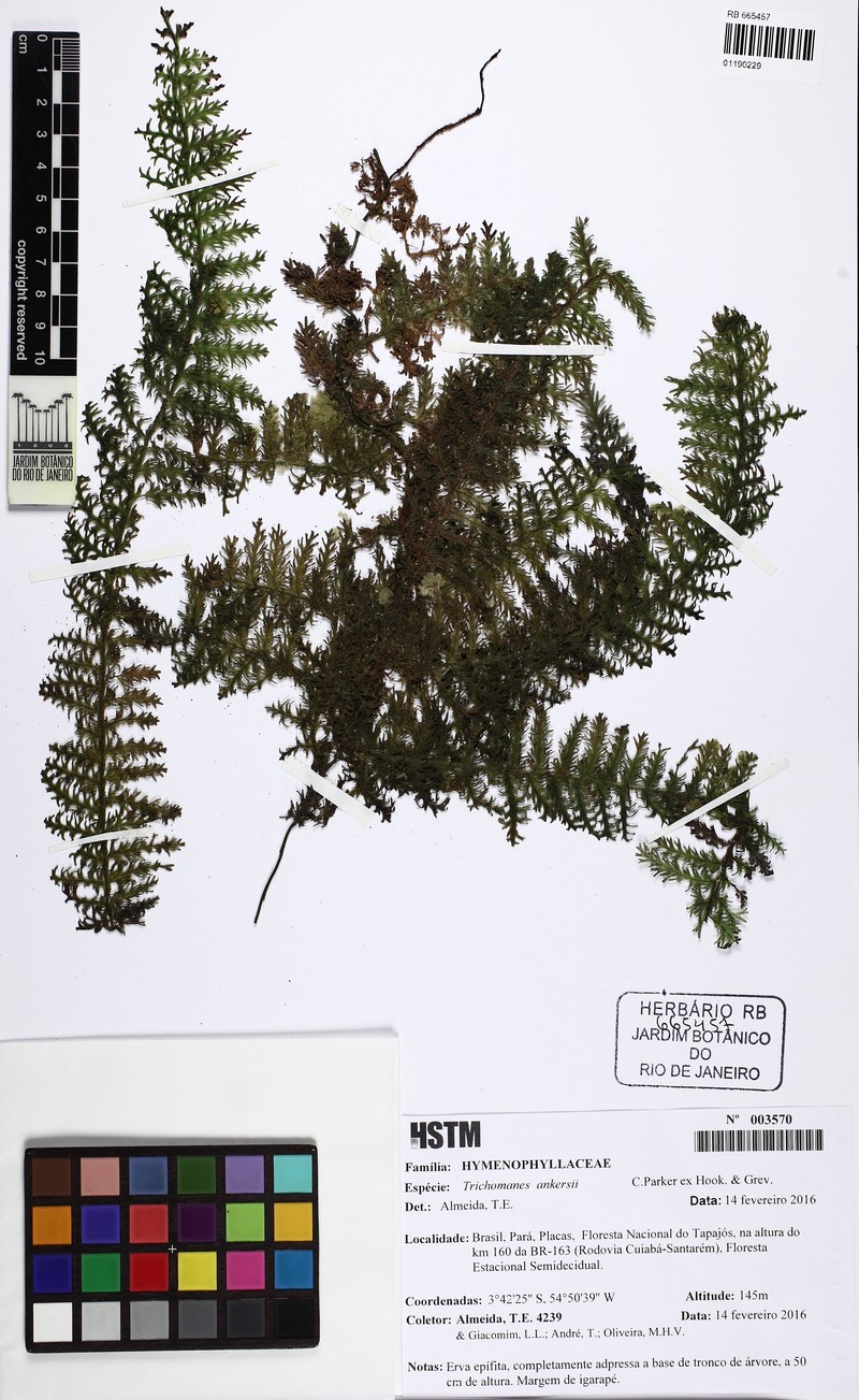 Royal Bristle Fern photo 3