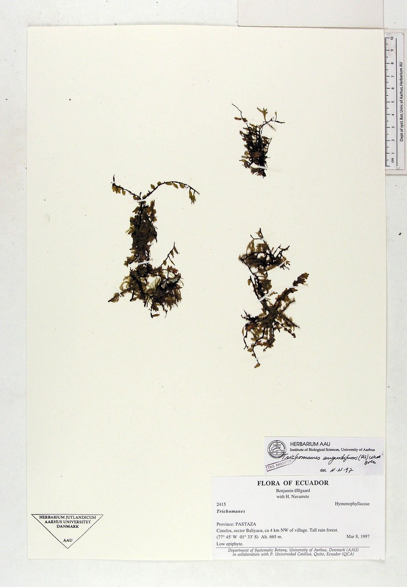Royal Bristle Fern photo 6