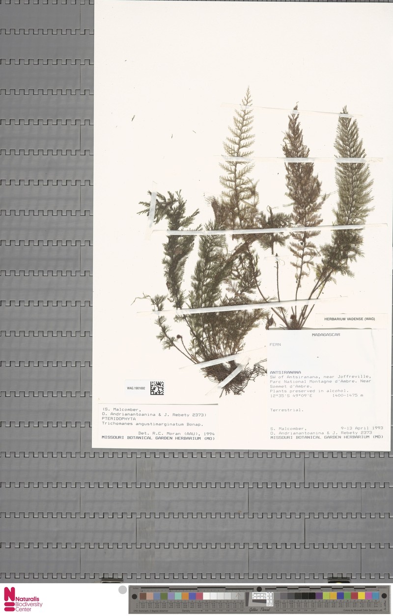 Trichomanes angustimarginatum