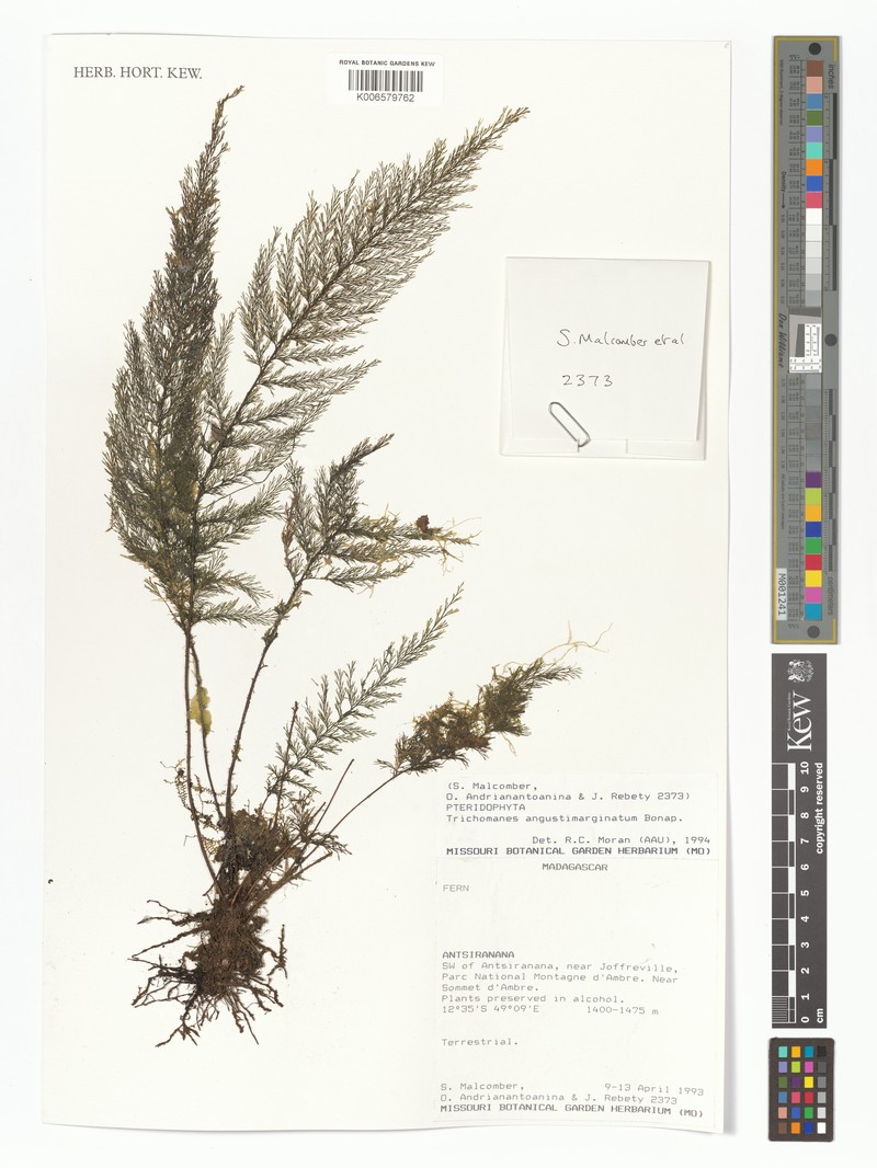 Trichomanes angustimarginatum photo 2