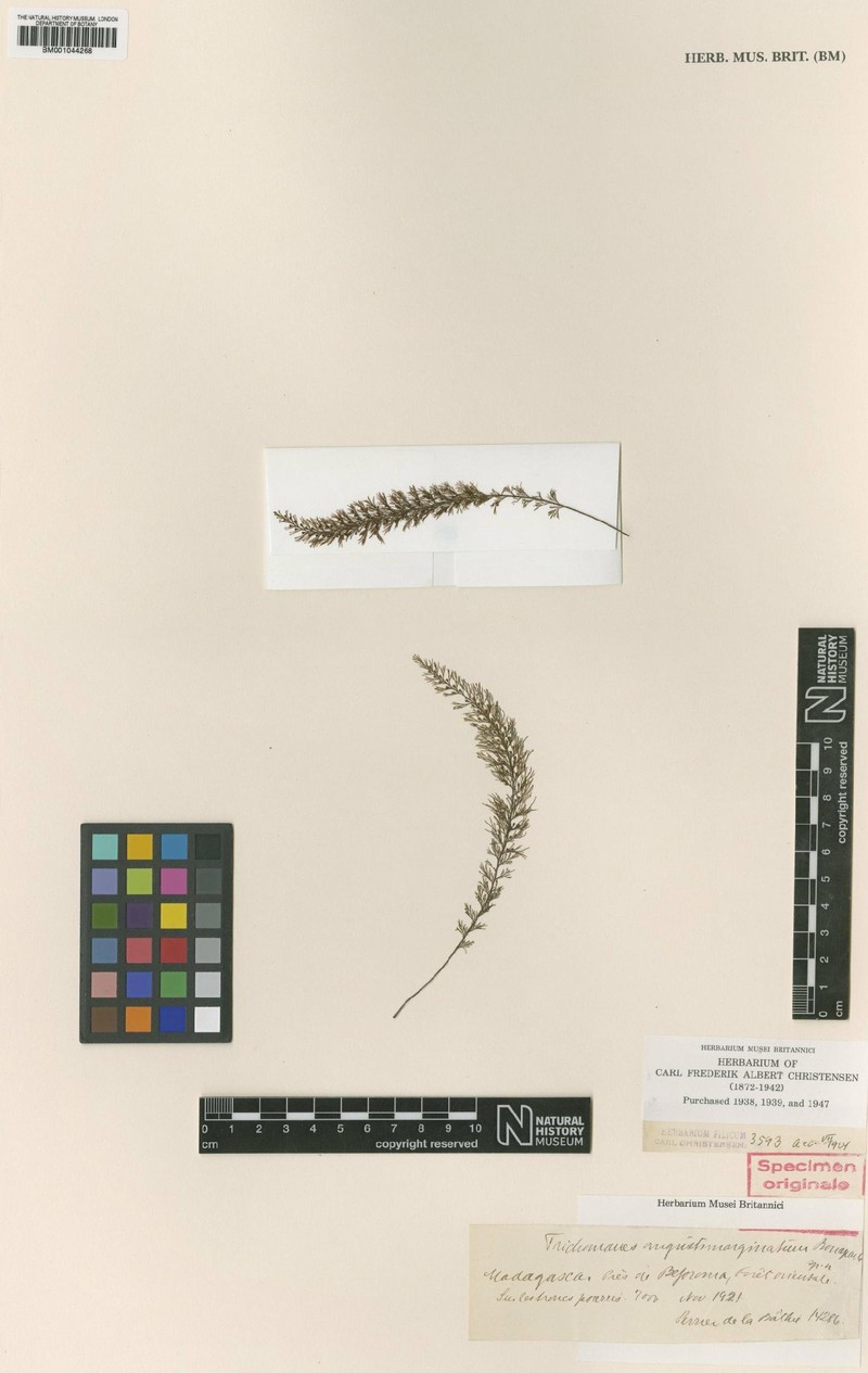 Trichomanes angustimarginatum photo 3