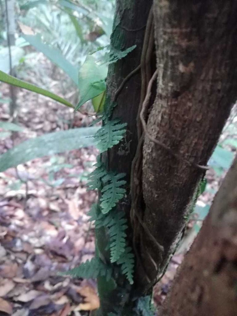 Trichomanes ankersii